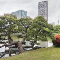 Японского парка краса :: Валерий Готлиб