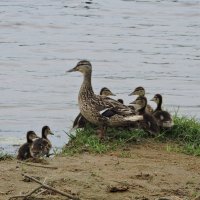 Утиное семейство рядом с пляжем... :: Мария Васильева