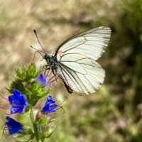 Танцующая бабочка :: Larisa Kuznetsova