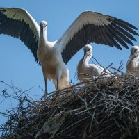 Семейство аистов. :: Виктор Евстратов