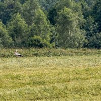 Аисты :: Александр 