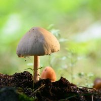 Несъедобные  грибы :: Геннадий Супрун