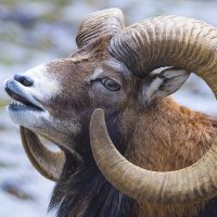 Mouflon :: Al Pashang 