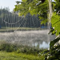 Туманное утро 22.07.2024. Паутинка сверкающая утренней росой. :: Анатолий Клепешнёв