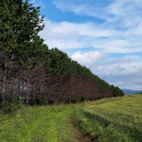 Дорога уходит в даль. :: Радмир Арсеньев