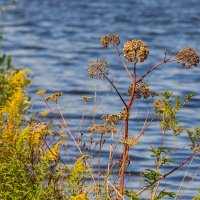 У воды ... :: Анатолий. Chesnavik.