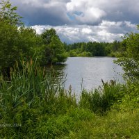 Пасмурный летний пейзаж на озере :: Александр Синдерёв