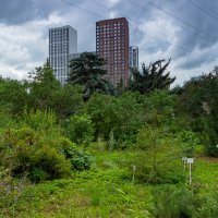 Фото.25.07.2024.Екатеринбург.Пасмурным днём в Ботаническом Саду :: Михаил Пименов