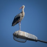 Птица счастья. :: Николай Галкин 