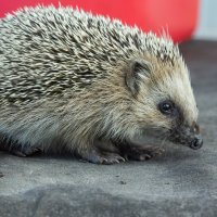 Hedgehog on old roofing material | 3 :: Sergey Sonvar