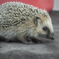 Hedgehog on old roofing material | 9 :: Sergey Sonvar