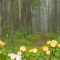 Утренняя тайга, таинственно подернутая туманом) Ухта, Республика Коми :: Николай Зиновьев