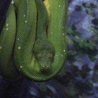 Green tree python :: Al Pashang 