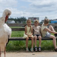 Аист и дети позируют мне на камеру :: Анатолий Клепешнёв