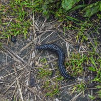 Limax cinereoniger. Чёрный слизень. :: Анатолий Клепешнёв