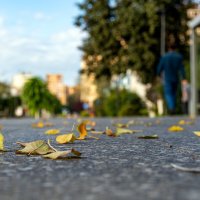 Осень уже падает под ноги. :: Анатолий. Chesnavik.