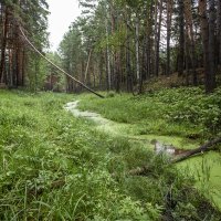 Ручей, впадающий в Ик :: Barguzin_45 Иваныч