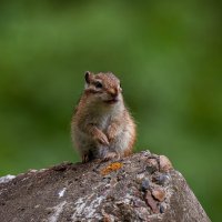 Фотографируй быстрей, долго еще улыбаться? :: Вадим Басов