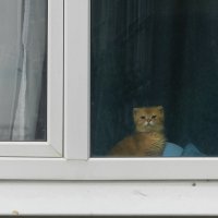 котенок :: Лера 