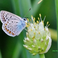 Бабочка Голубянка на цветочке лука. :: Восковых Анна Васильевна 