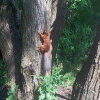 Гостья из леса. :: Ольга Довженко