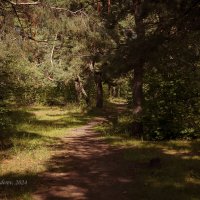 Тропинка в лесу :: Александр Синдерёв