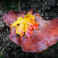 Не проходите мимо - лесной бифштекс ждёт кулинаров! :-) :: Андрей Заломленков