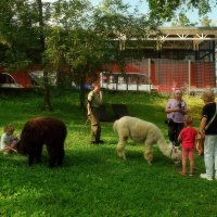 Альпаки на прогулке. :: Татьяна Помогалова