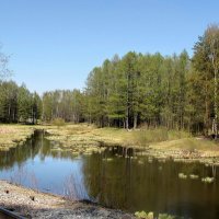 Весенняя Лапка :: Александр Ильчевский 