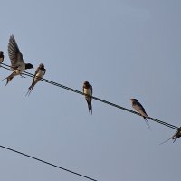 Подвинтесь :: Сеня Белгородский