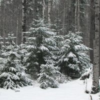 Семейный портрет :: Александр Ильчевский 