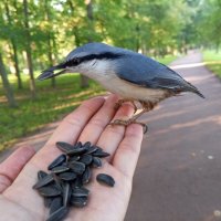 Поползень :: Сапсан 