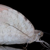 Бабочка Great Orange Tip :: Станислав С.