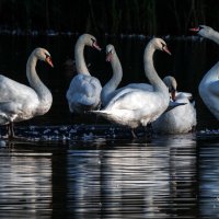 Большая семья. :: Владимир Безбородов