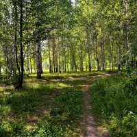 Канаш. Берёзовая роща городского парка культуры и отдыха летом. :: Пётр Чернега