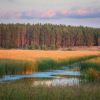 Старый пруд... :: Влад Никишин