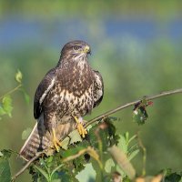 Сары́ч (Buteo buteo) :: Maxim Lanin