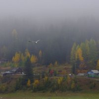 Чайка в тумане. :: Вера Литвинова