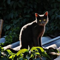 В лучах вечернего солнца. :: Восковых Анна Васильевна 