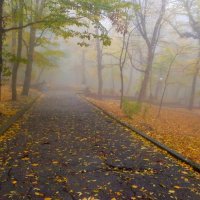 В старом парке..... :: Юрий Цыплятников