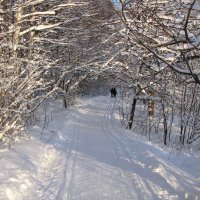 В лесопарке :: Александр Ильчевский 