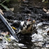 Сирийский дятел на водопое. :: Восковых Анна Васильевна 