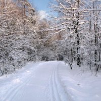 В лесопарке :: Александр Ильчевский 