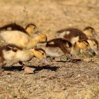 Мы банда!    Утята мускусной утки. :: Восковых Анна Васильевна 