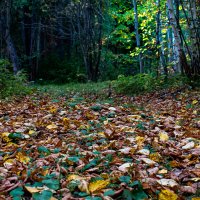 Осенний лес :: Людмила Баймухаметова