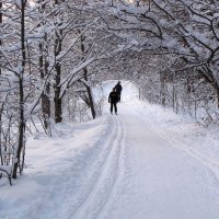 В лесопарке :: Александр Ильчевский 