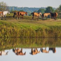 Осенний выгул. :: Виктор Евстратов