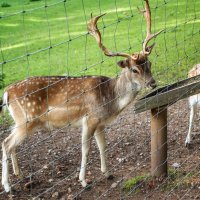 Wildpark (Rhön) :: Олег Зак