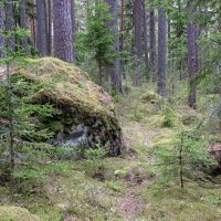 В лесу :: Александр Ильчевский 