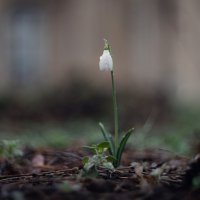 Боспорский подснежник. :: Анатолий Щербак